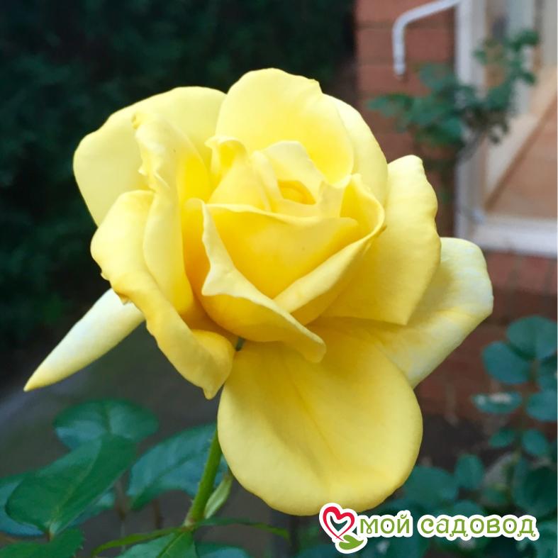 Роза Ландора