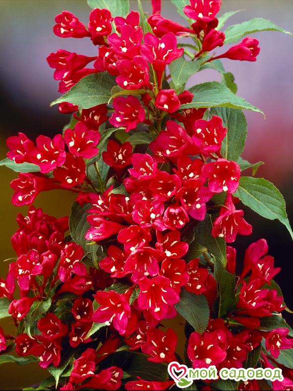 Вейгела цветущая "Ред Принц"