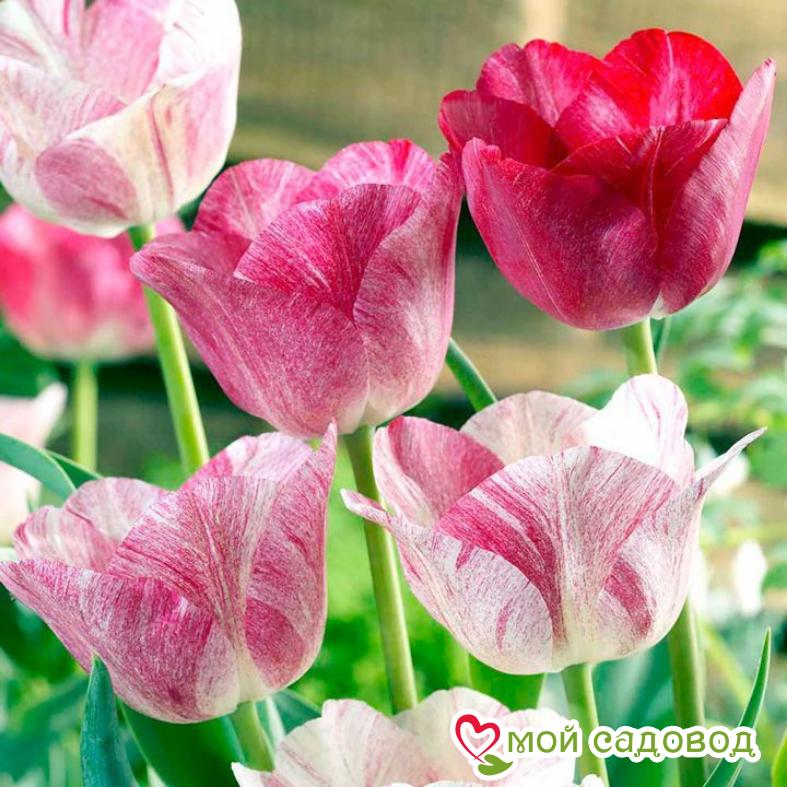 Тюльпан Канок