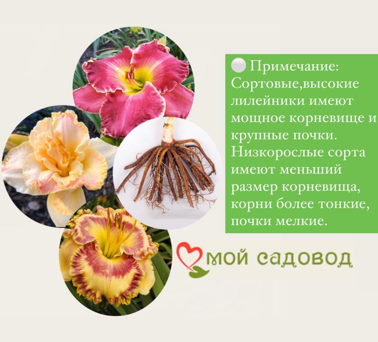 ЛИЛЕЙНИК ГИБРИДНЫЙ КАРРИК УИЛДОН