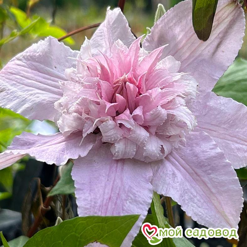 Клематис МУЛЬТИ ПИНК