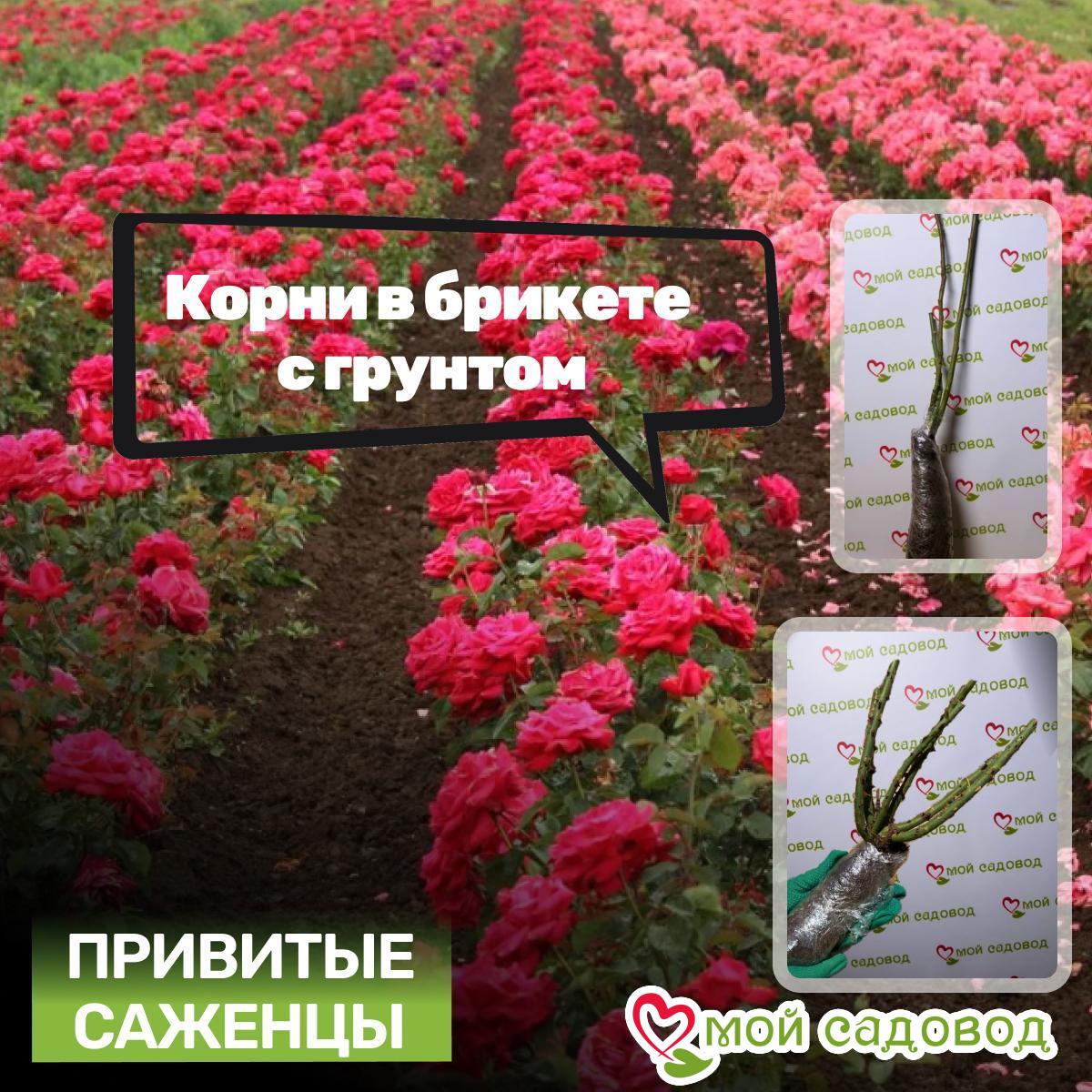 Роза флорибунда Айриш Роуз