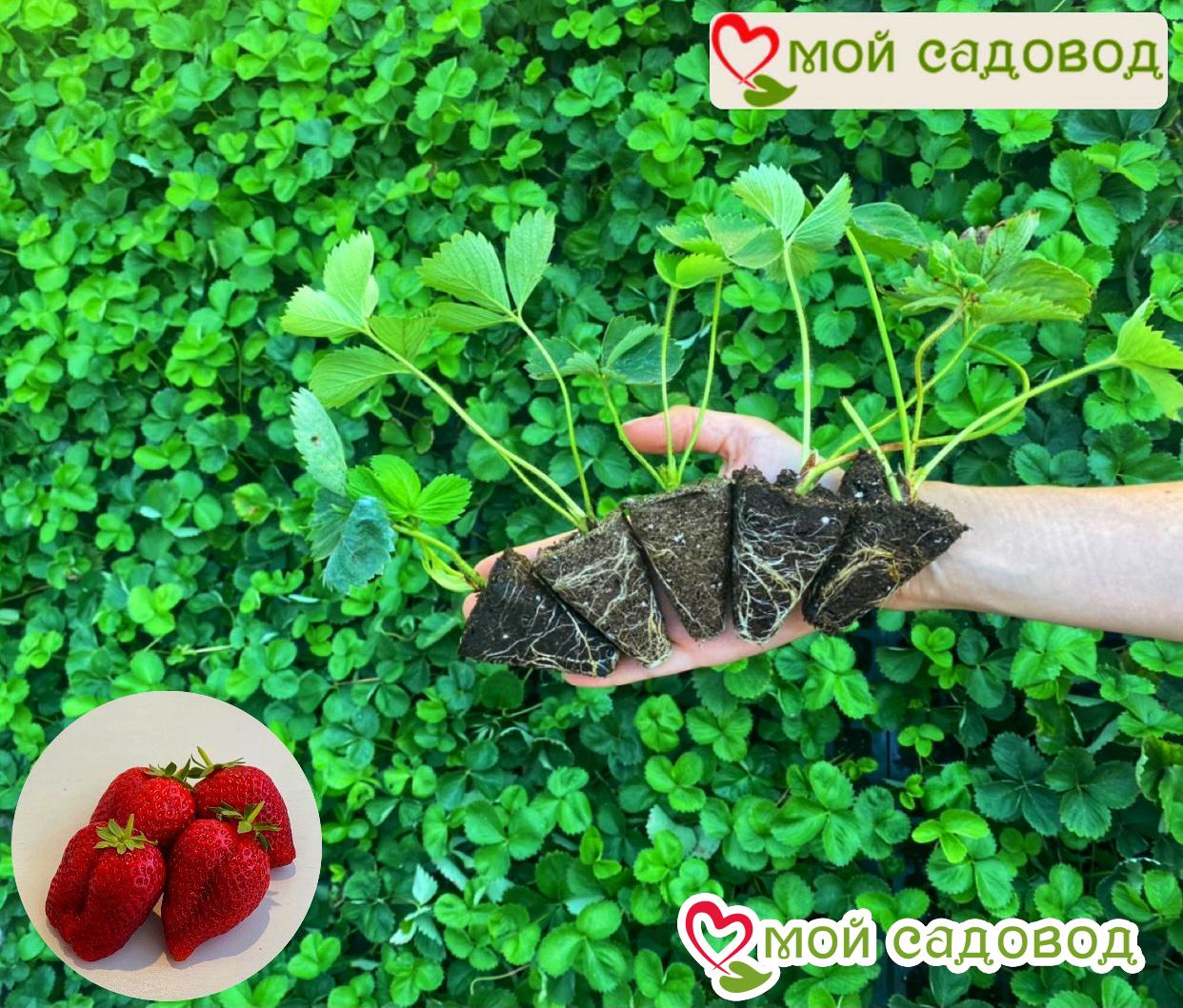 Клубника Ягодный Эдем